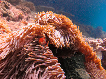 Little anemonefish or  clown fish  inside of the magnificent sea anemone heteractis magnifica
