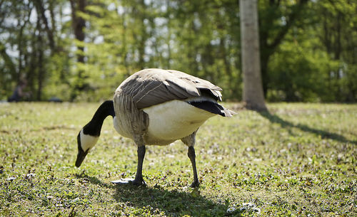 Side view of a bird on land