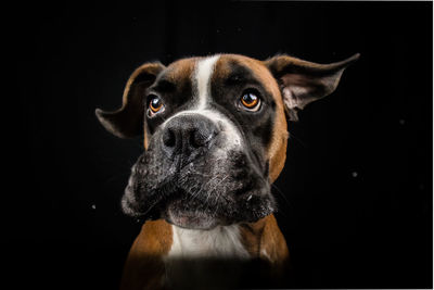 Close-up portrait of dog against black background