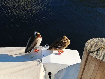 Birds perching on shore