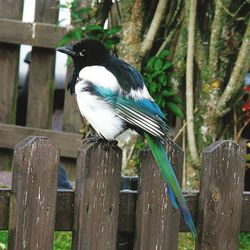 Close-up of bird perching on wooden post