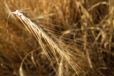 Close-up of stalks in field