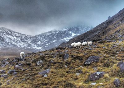 Sheep of mountains against sky during winter