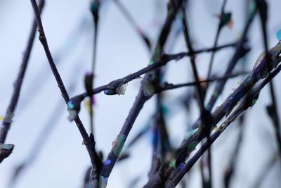 Close-up of snow on branch against sky