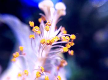 Macro shot of flower