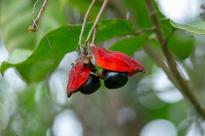 Close-up of red berries on plant