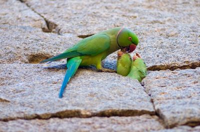 Close-up of parrot on rock