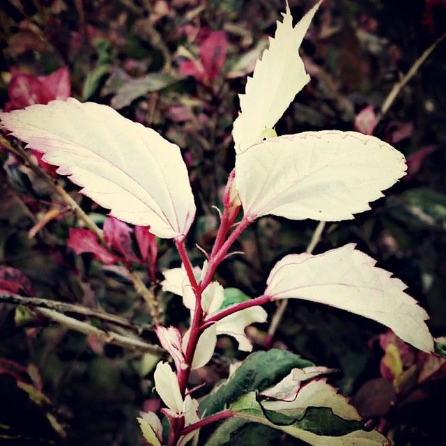 leaf, growth, close-up, nature, flower, focus on foreground, beauty in nature, freshness, plant, fragility, season, pink color, petal, stem, outdoors, day, leaves, no people, autumn, botany