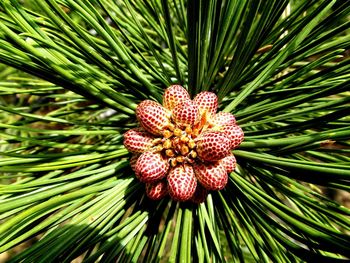 Close-up of pine cones on tree