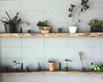 Potted plants against wall