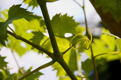 Low angle view of ivy plant growing outdoors