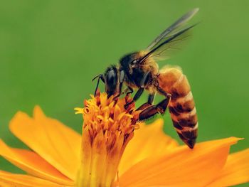 Close-up of insect on flower