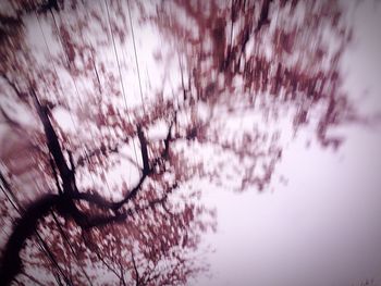 Bare trees against sky