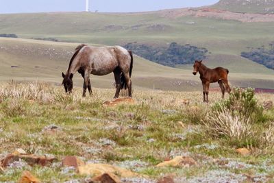 Horses on field against sky