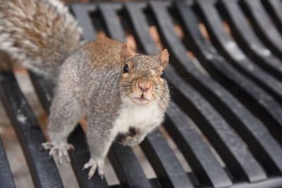 High angle view of squirrel on bench