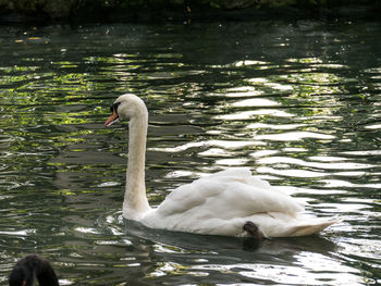 Swan floating on lake