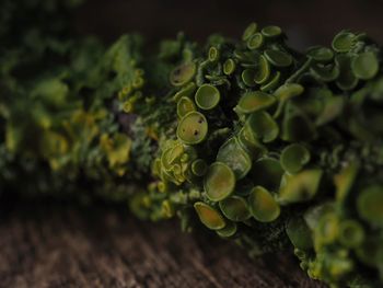 Close-up of berries on plant