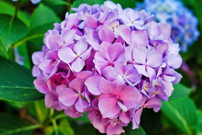 Close-up of pink hydrangea flowers in park