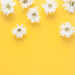 Close-up of white daisy flowers