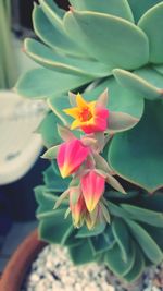 Close-up of flowers