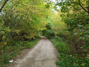 Road amidst trees in forest