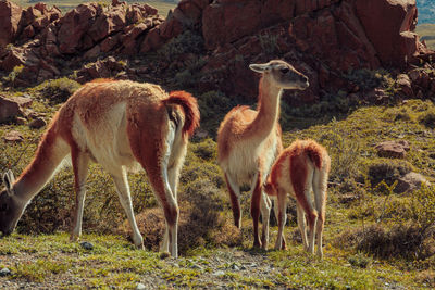 Llama grazing on field