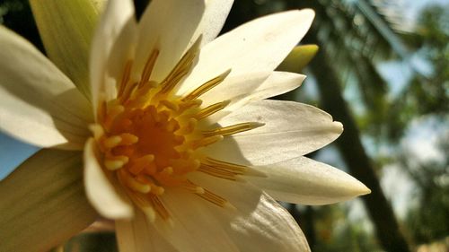 Close-up of white flowers