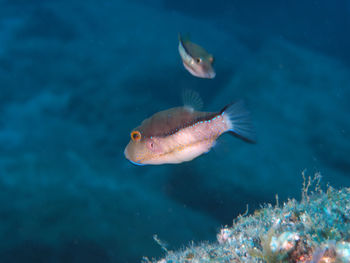 Fish swimming in sea