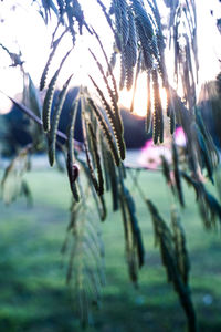 Close-up of flower tree