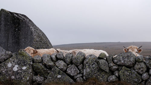 View of an animal on rock against clear sky