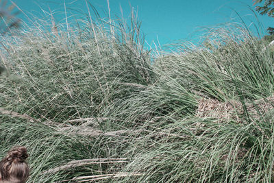 Plants growing on beach against sky