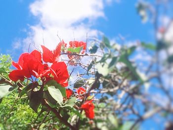 Low angle view of red flowers against sky