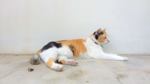 View of a dog resting on floor