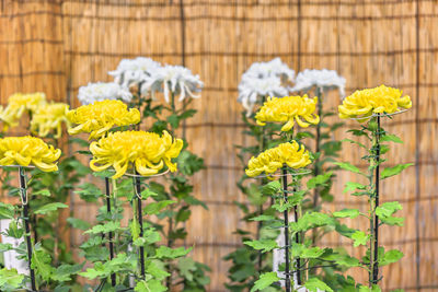 Close-up of yellow flowering plants