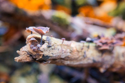 Close-up of mushroom growing on tree