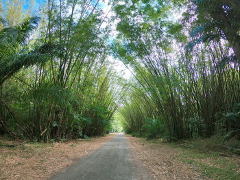 Empty road amidst trees in forest