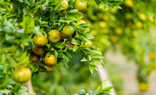 Close-up of fruits growing on tree