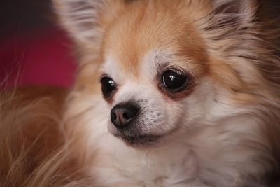 Close-up portrait of dog