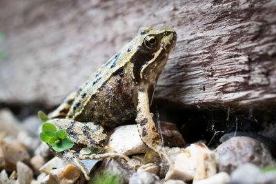 Close-up of lizard