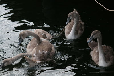 Swan swimming in lake