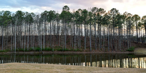 Scenic view of forest against sky