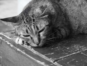 Close-up of a cat sleeping