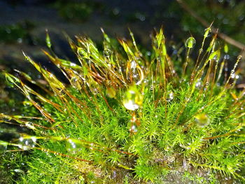 Close-up of water drops on grass