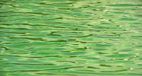 Reflection of trees in water