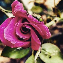 Close-up of wet pink flower