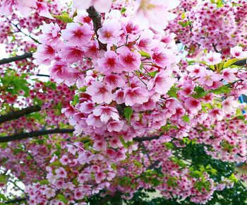 Close-up of pink cherry blossoms in spring