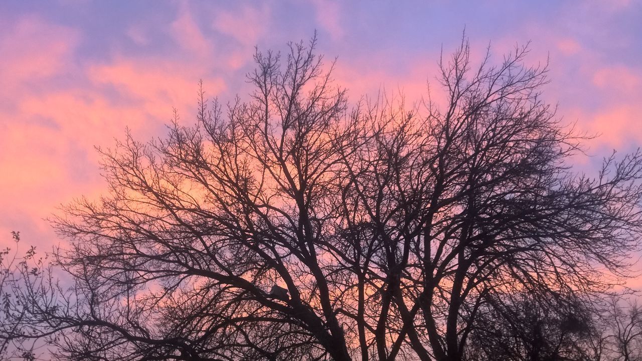 LOW ANGLE VIEW OF SILHOUETTE BARE TREES AGAINST SKY