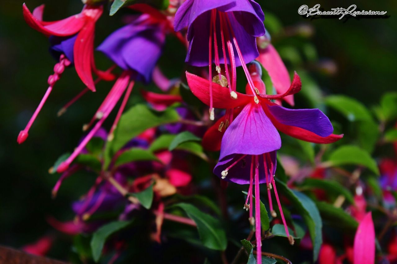 CLOSE-UP OF PURPLE FLOWERS BLOOMING