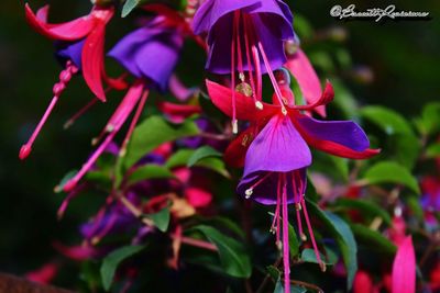 Close-up of purple flowers