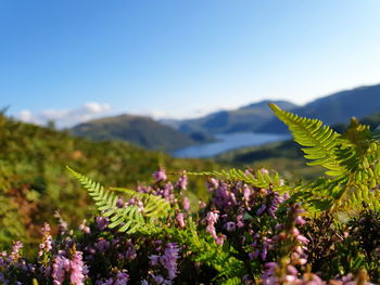 Scenic view of purple flowering plants against sky